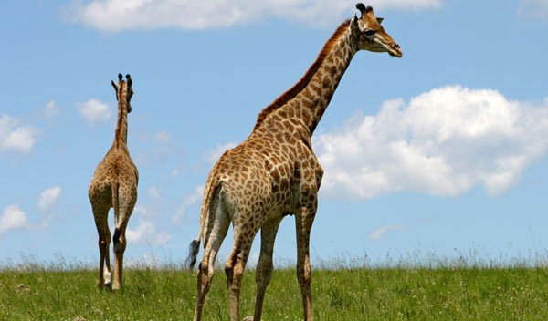 increase height exercise