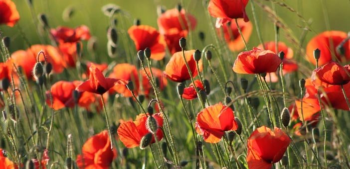 Poppy Plant Flower Seeds