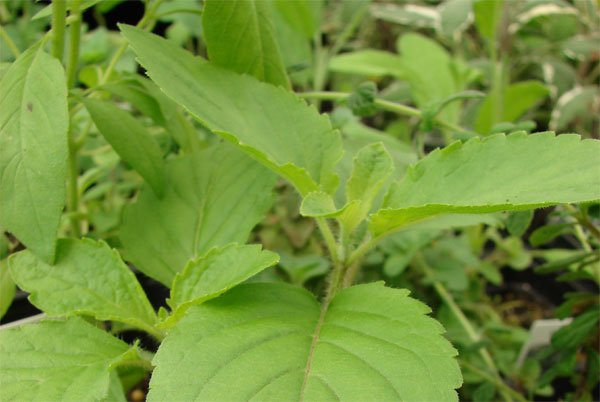 Holy Basil, Tulsi