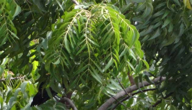 neem margosa leaves