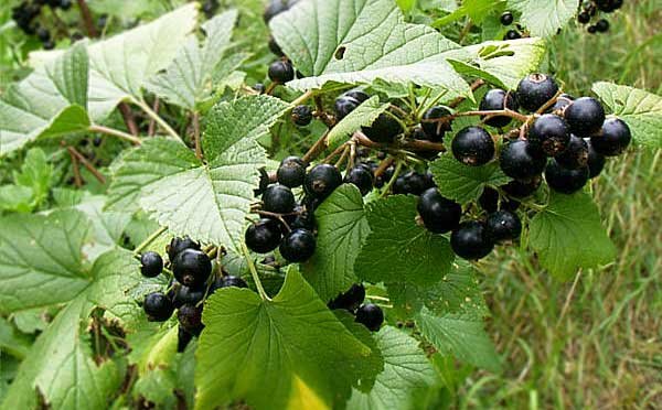 Blackcurrant