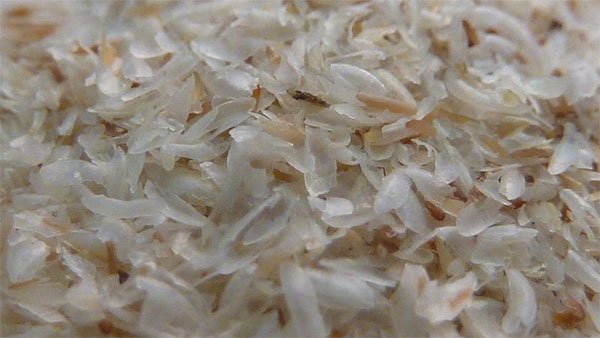 isabgol Psyllium husks